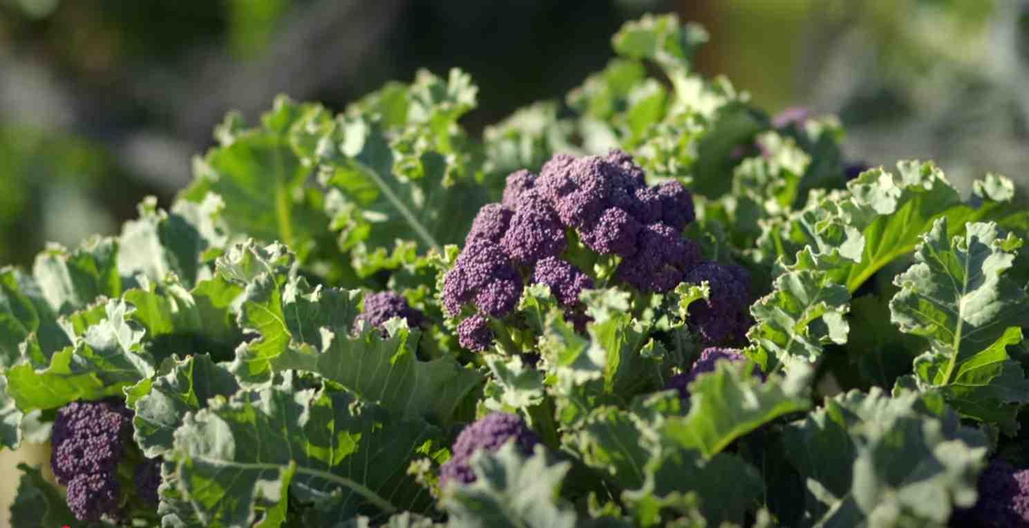 A head of purple sprouting broccoli is pictured.