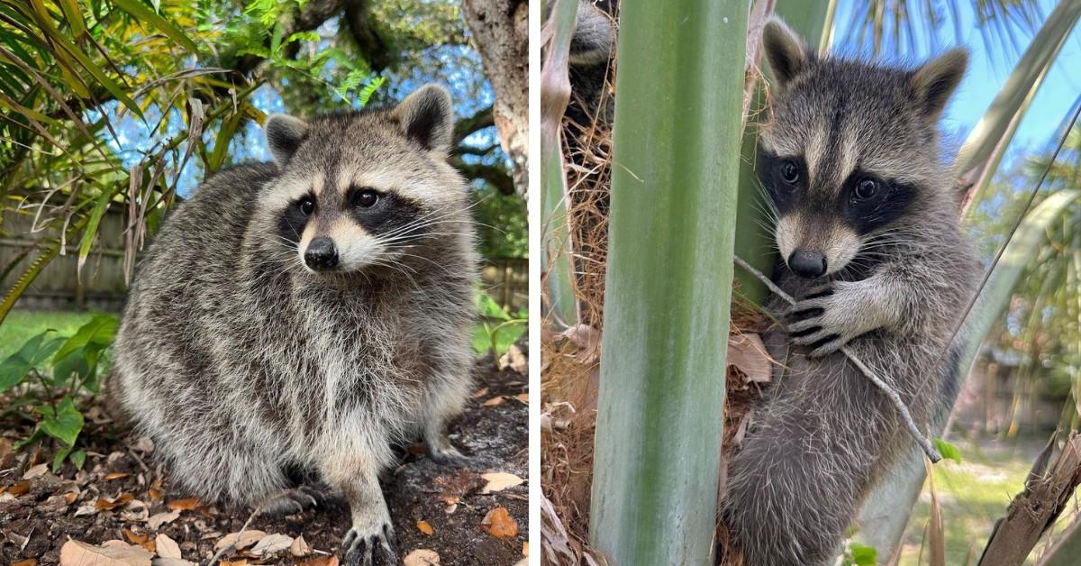 Two photos of Louie the Raccoon outside amongst trees