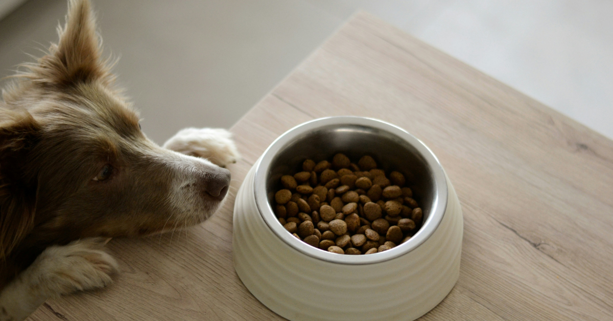 A dog stairs wistfully at a bowl of food on a table