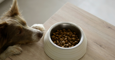 A dog stairs wistfully at a bowl of food on a table