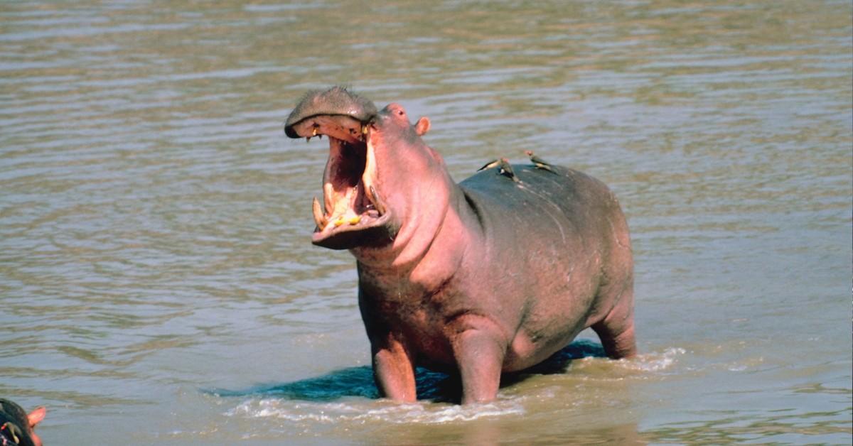 A hippo bares their teeth in the water