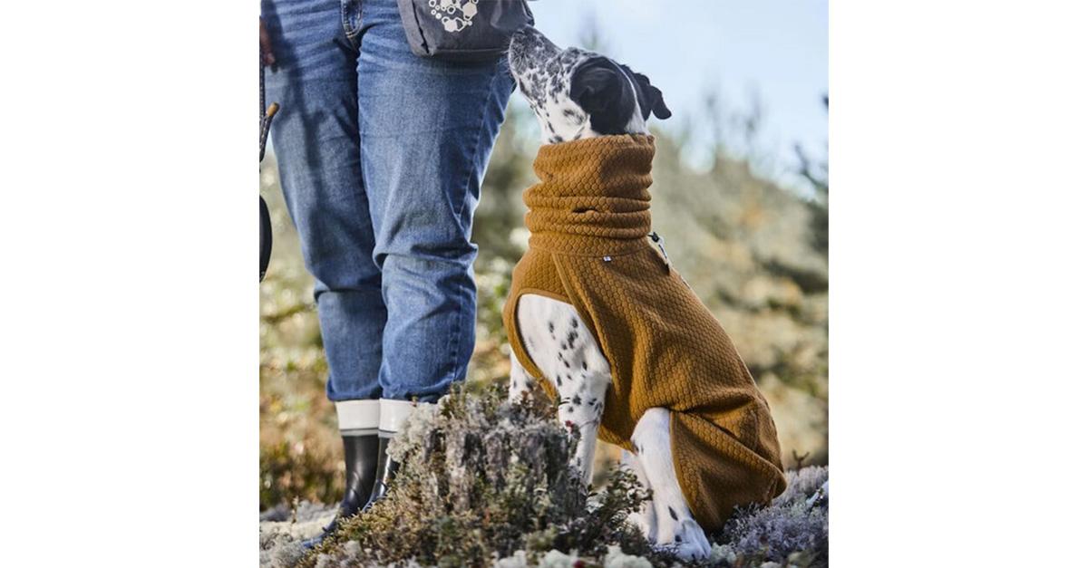 dog in brown turtleneck sweater in a woods with a person in jeans.