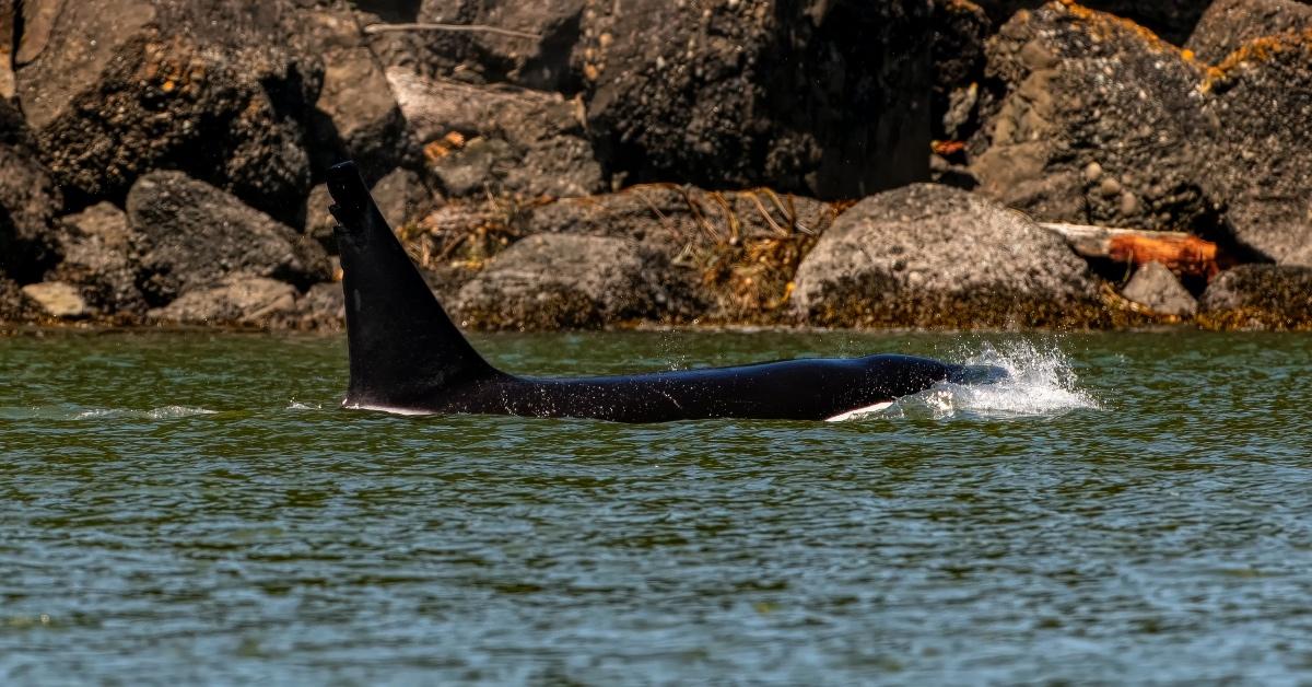 An orca whale swims in waters.