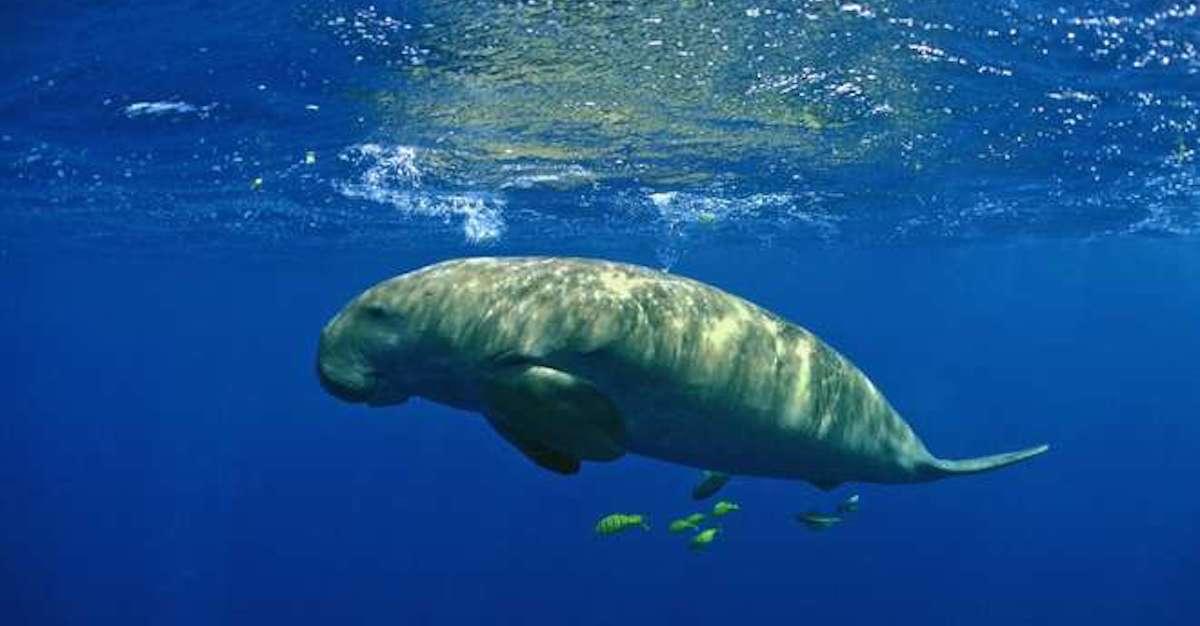 The Dugong Is Now “Functionally Extinct” in China — What That Means