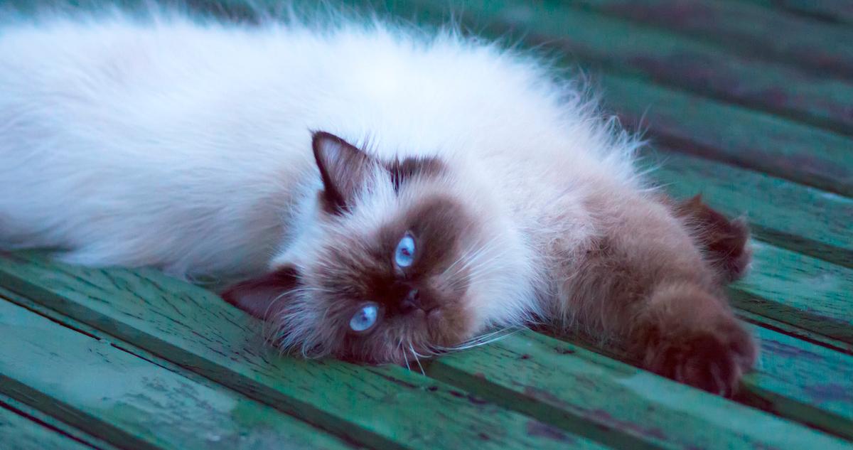 All About Dandruff in Cats