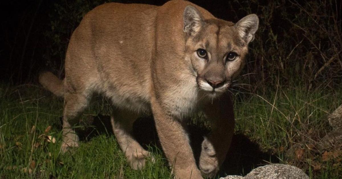 A photo caught at night of "La Tuna Puma," the infamous mountain lion that roams California's Verdugo Mountains.