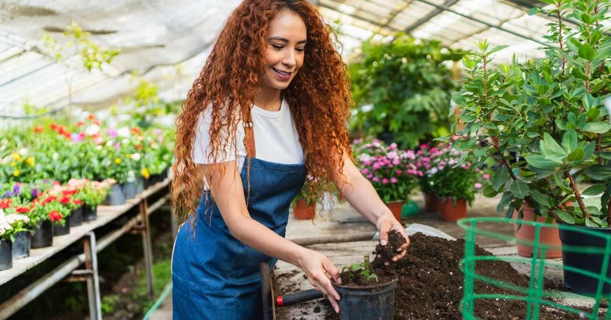 Young woman working in a vibrant greenhouse, repotting plants with sharp sand. (Representative Cover Image Source: Getty Images | Koldoy Chris)