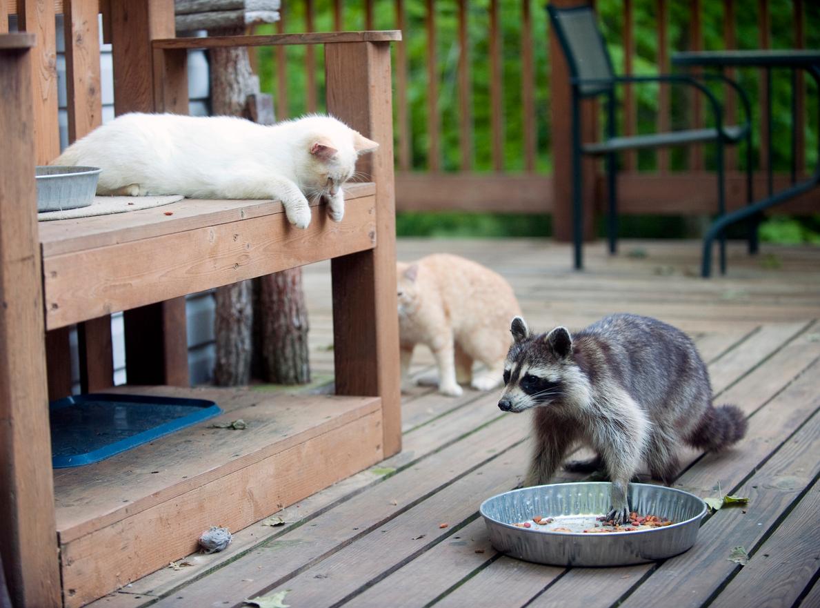 A raccoon eating food from a tin feeding bowl is watched over by two cats on an outdoor wooden deck.