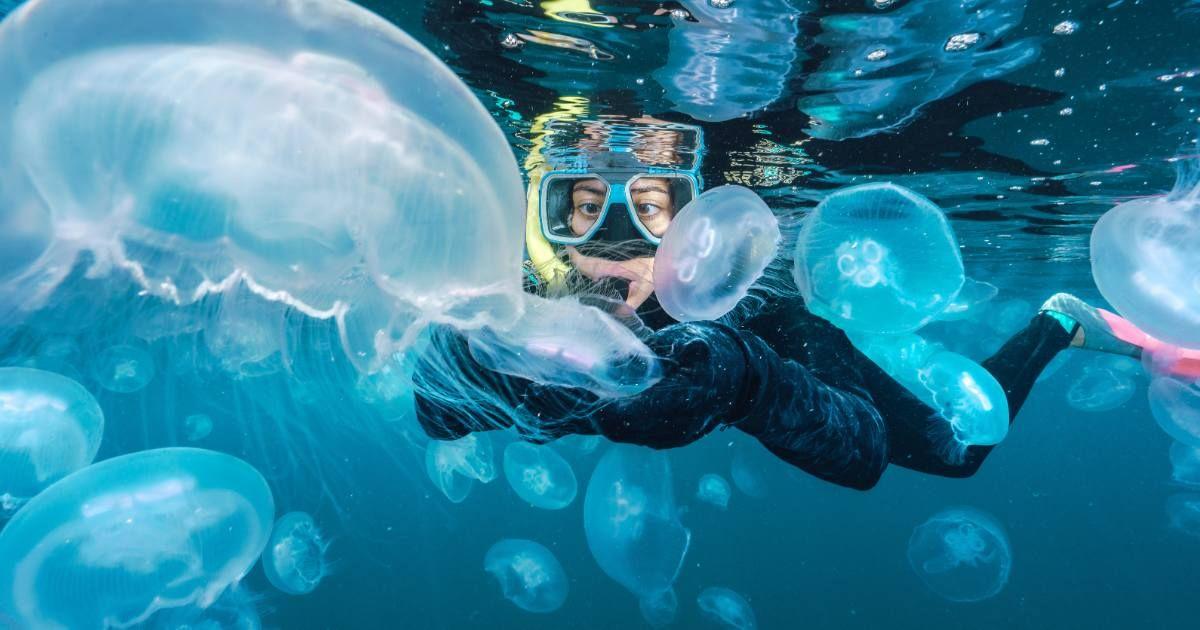 A diver surrounded by a group of jellyfish in the ocean. (Representative Cover Image Source: Getty Images | EyeEm Mobile GmBH)