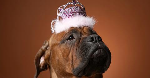 Dog Birthday