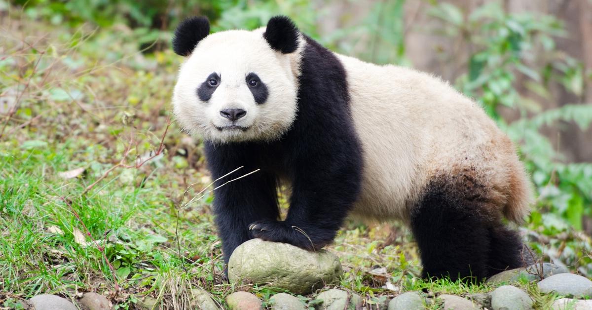 Panda bear on a rock outside.