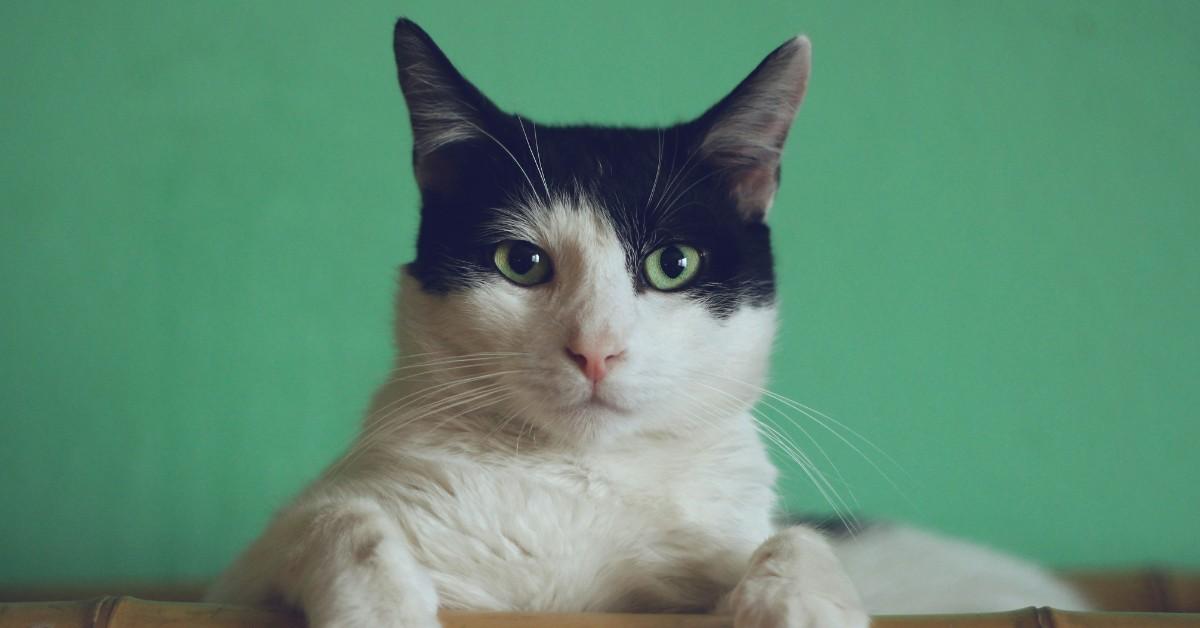 A black and white cat stares ahead