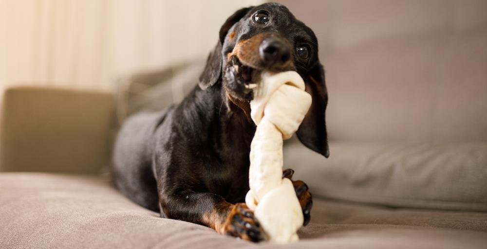 A black dachshund on a couch chewing on a bone toy.