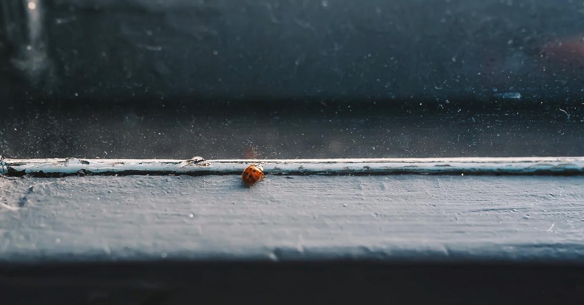 Ladybug on a windowsill. 