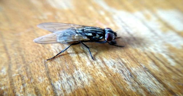 Should Compost Have Flies?