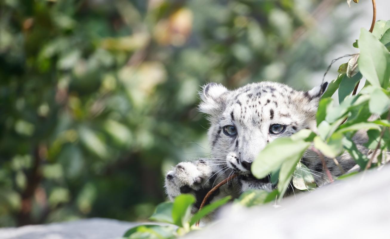 Snow Leopards are Shy