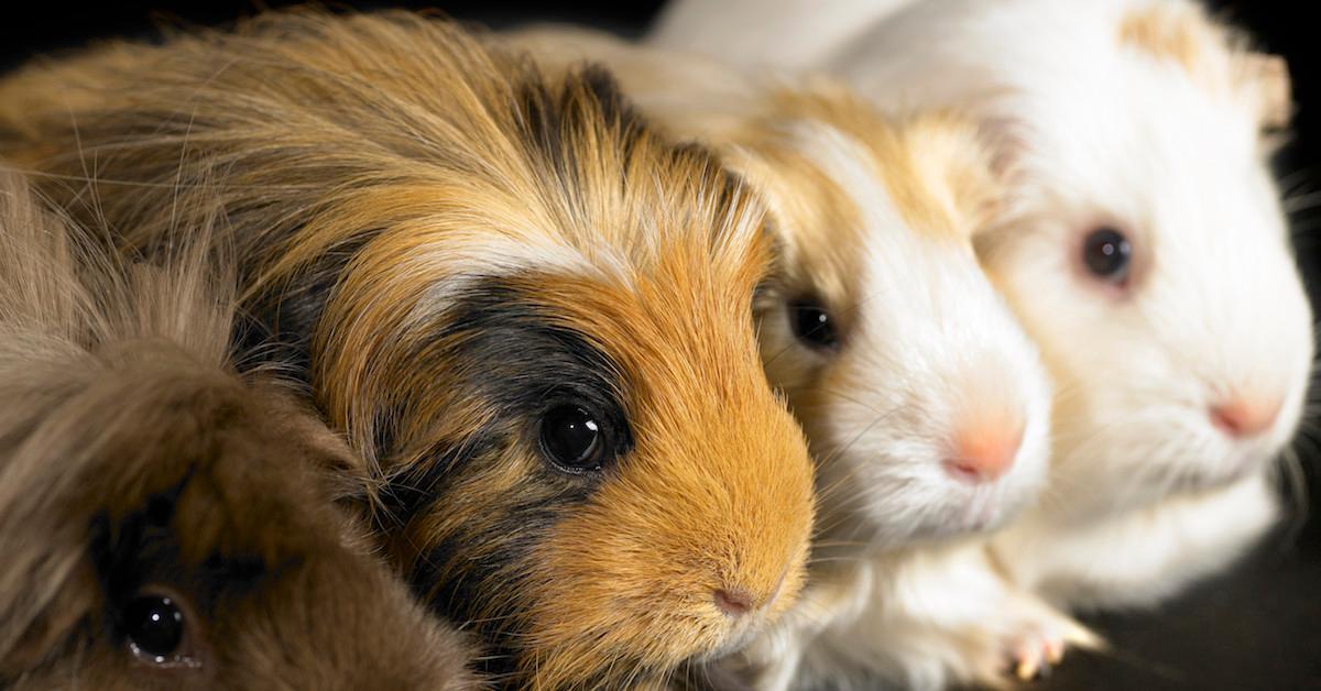 Federal election 2016 RSPCA welcomes planned ban on cosmetic testing on  animals