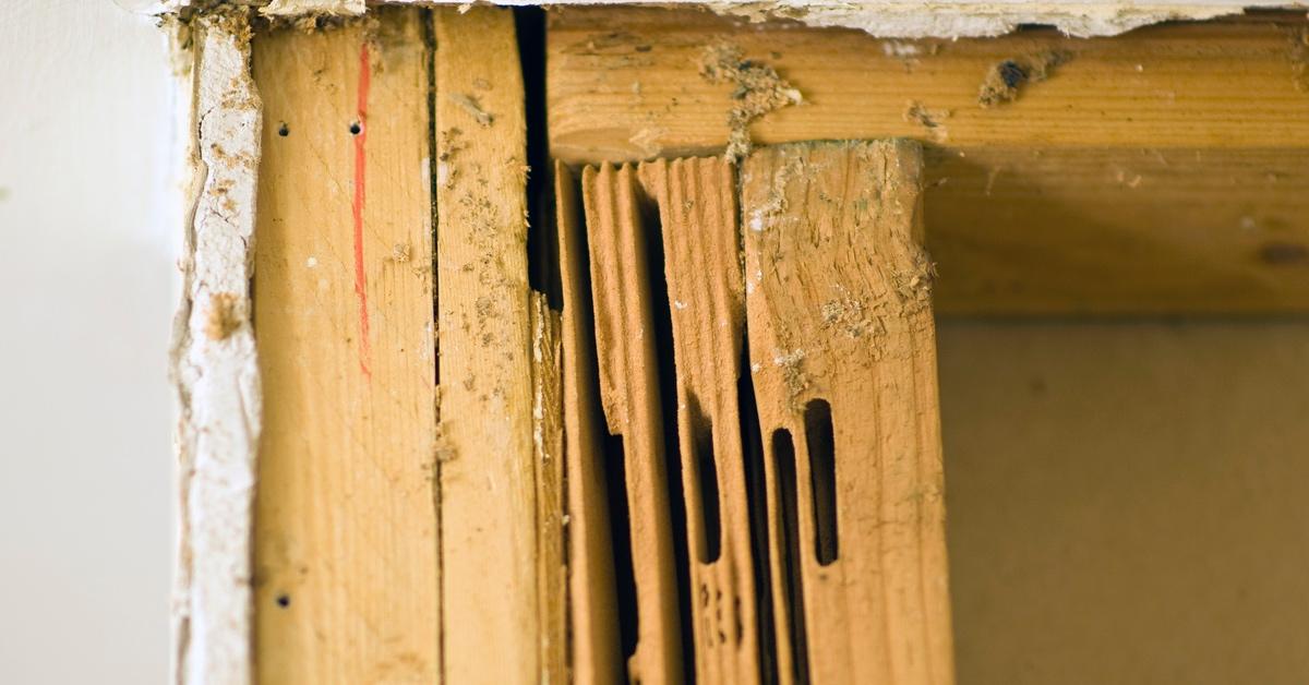 Close-up of wood damage in a home thanks to carpenter ants. 