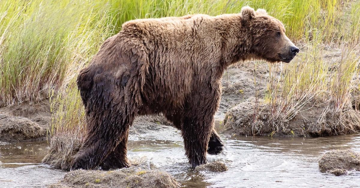 Resilient brown bear Chunk overcomes survival-threatening broken jaw to be crowned Fat Bear Week champion