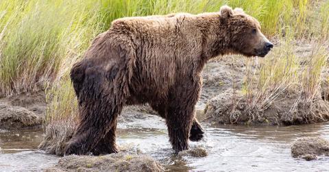 Resilient brown bear Chunk overcomes survival-threatening broken jaw to be crowned Fat Bear Week champion