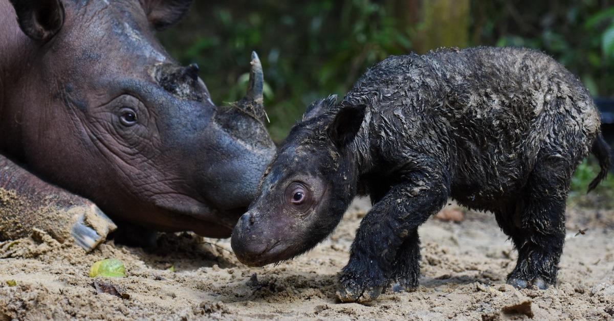 Baby Sumatran Rhino