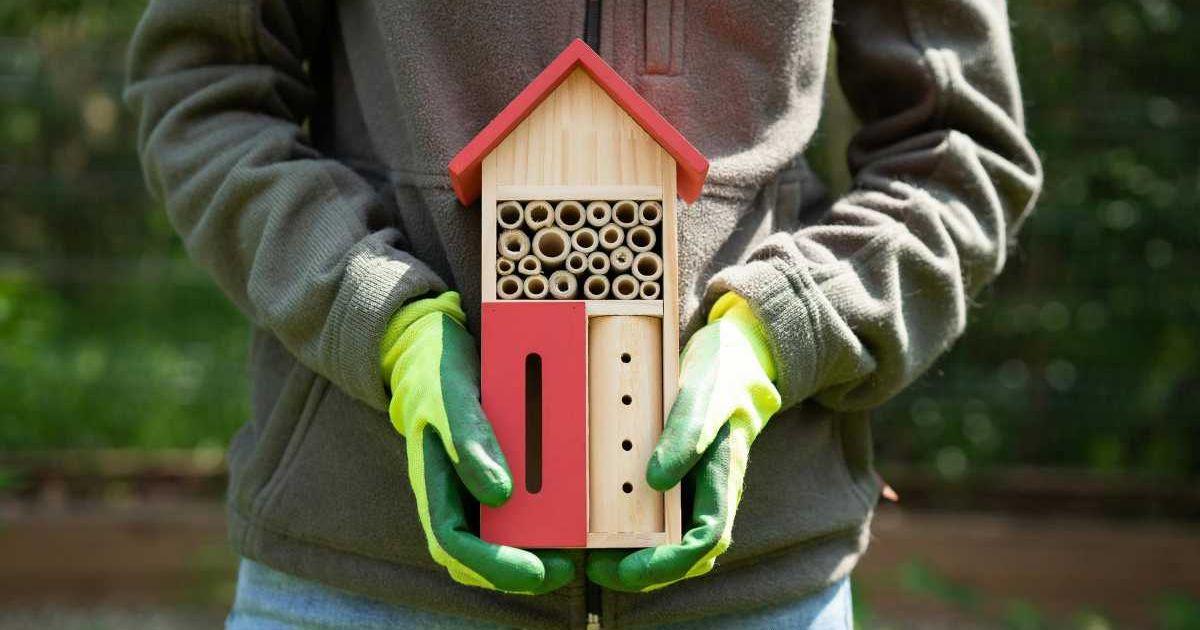 Person displays a small-sized wooden insect hotel with a hut-shaped roof (Representative Cover Image Source: Pexels | Jakub Zerdzicki)