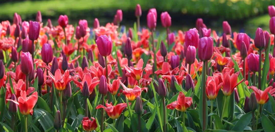 The Tulip Festival in Amsterdam