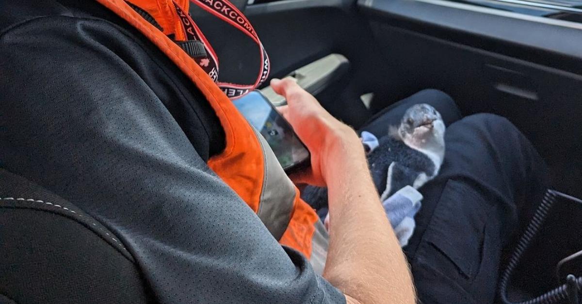 Airport official holding a blue penguin. 