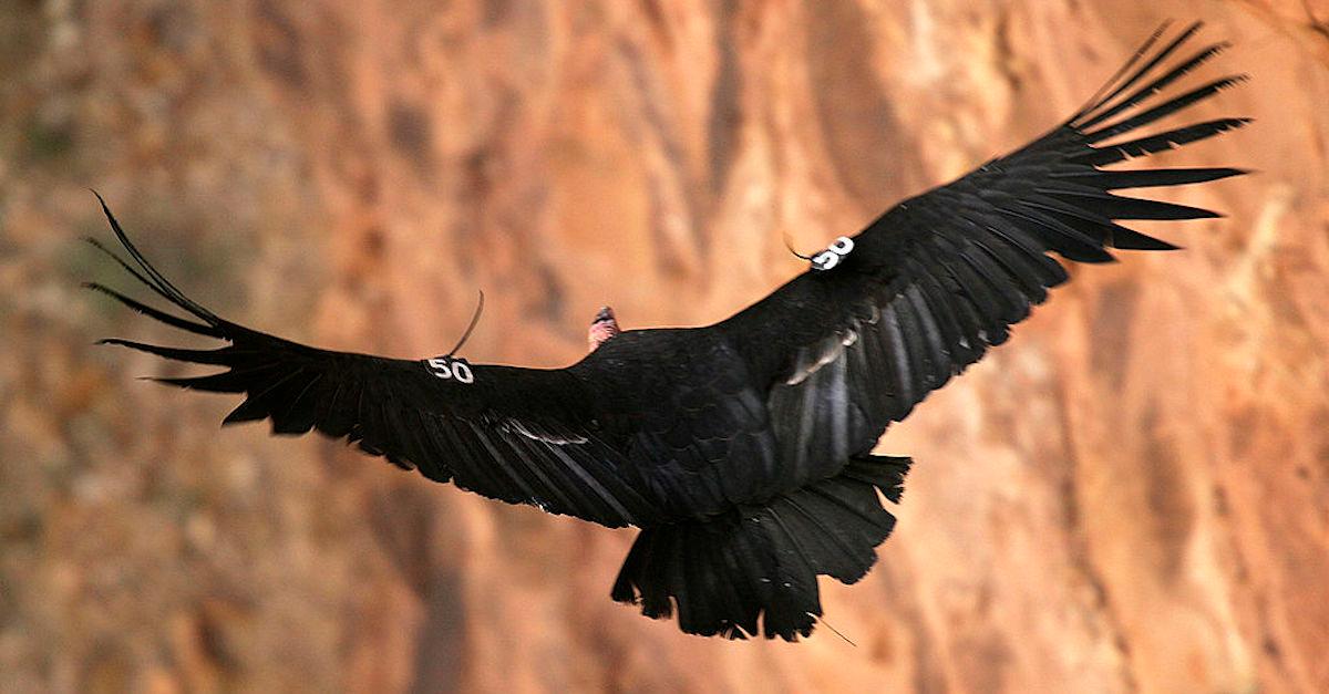 California's Condor Population Is Making a Comeback From Endangerment