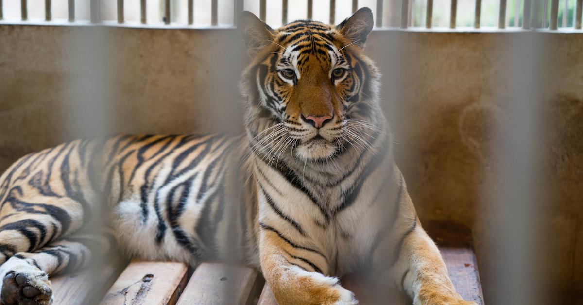 Bill Proposed to Stop Traveling Circuses From Using Circus