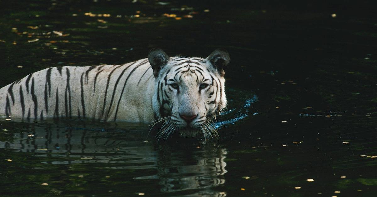 Bengal tiger swimming