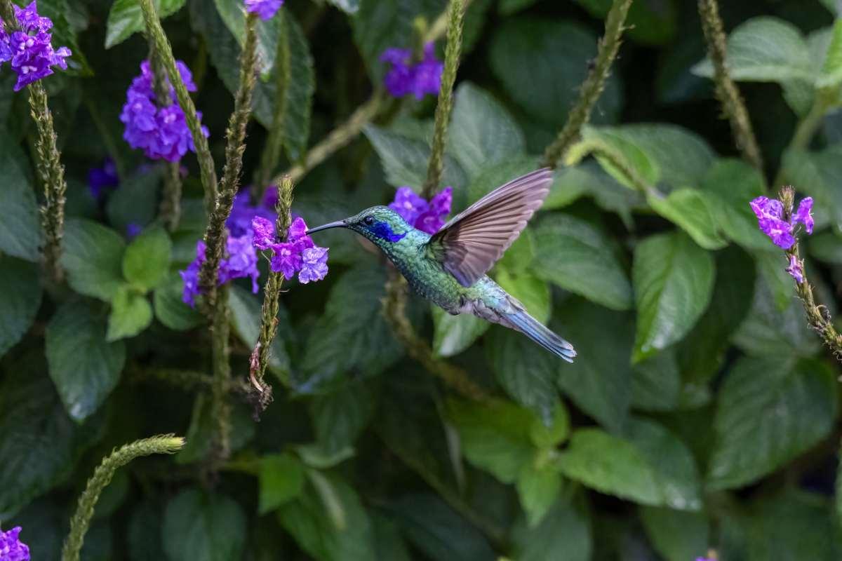 pn/fda d edb bb efbeea