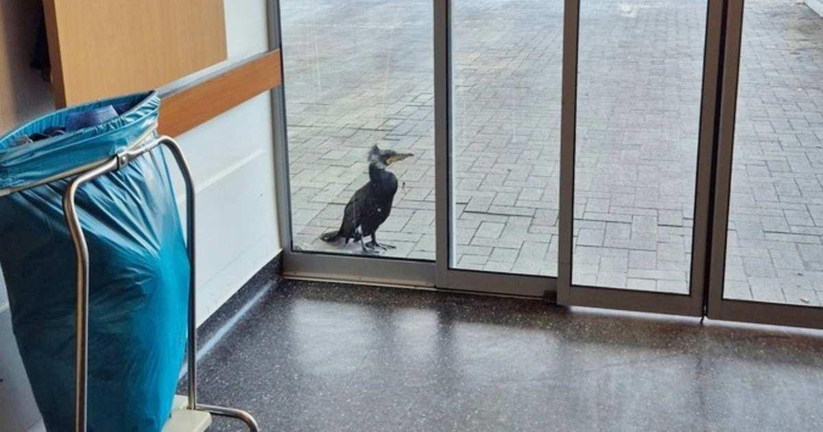 An injured cormorant stands in front of the door of an emergency room at a hospital in Bremen, Germany, on Feb. 15, 2026. (Cover Image Source: Feuerwehr Bremen/DPA via AP)