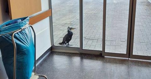 An injured cormorant stands in front of the door of an emergency room at a hospital in Bremen, Germany, on Feb. 15, 2026. (Cover Image Source: Feuerwehr Bremen/DPA via AP)