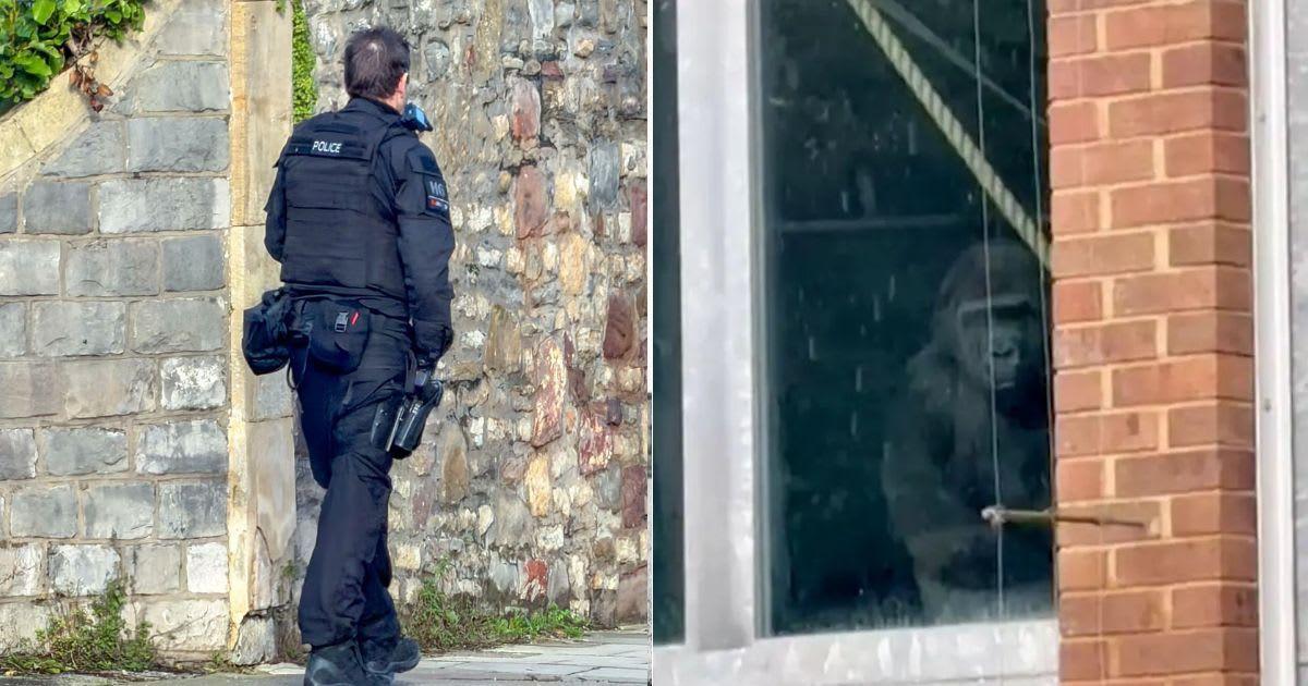 Zoo vans under a police escort (left), Gorilla  at the window (right) (Image Source: PAUL GILLIS / Reach Plc (left) / SNS)