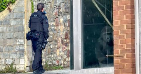 Zoo vans under a police escort (left), Gorilla at the window (right) (Image Source: PAUL GILLIS / Reach Plc (left) / SNS)