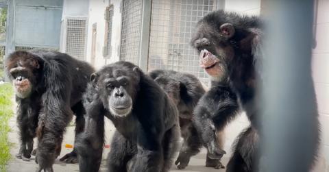 Chimp Caged Her Entire Life Sees the Sky for the First Time