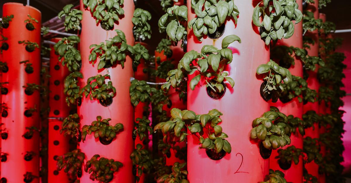 Aeroponic Farming