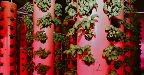 Aeroponic Farming