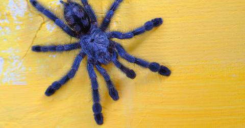 A tarantula crawls across a yellow chair