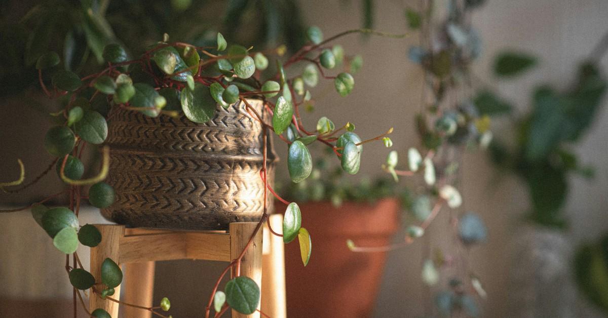 A lush houseplant sits atop a plant stand while other greenery is visible in the background 