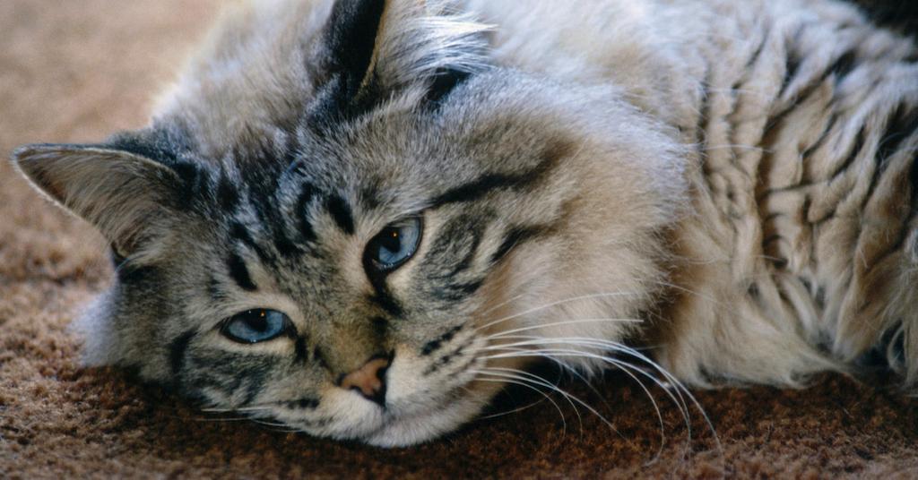 Why Does My Cat Meow So Much 