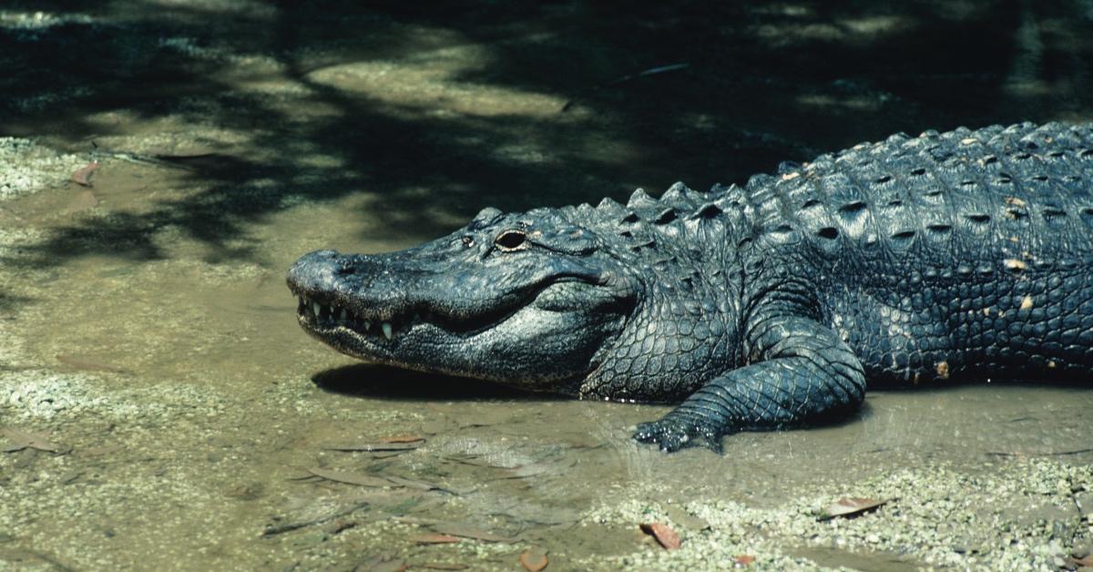 Crocodile Teeth: Everything You Need to Know - AZ Animals