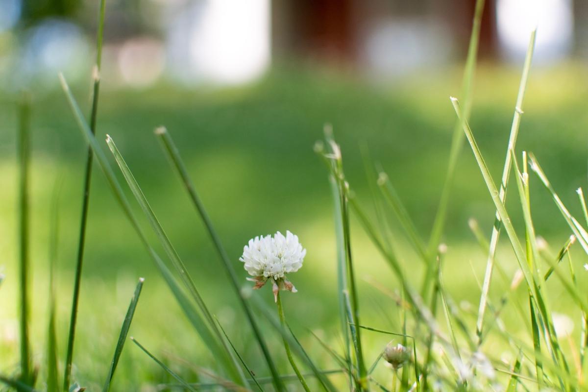 close-up of single white clover in green grass