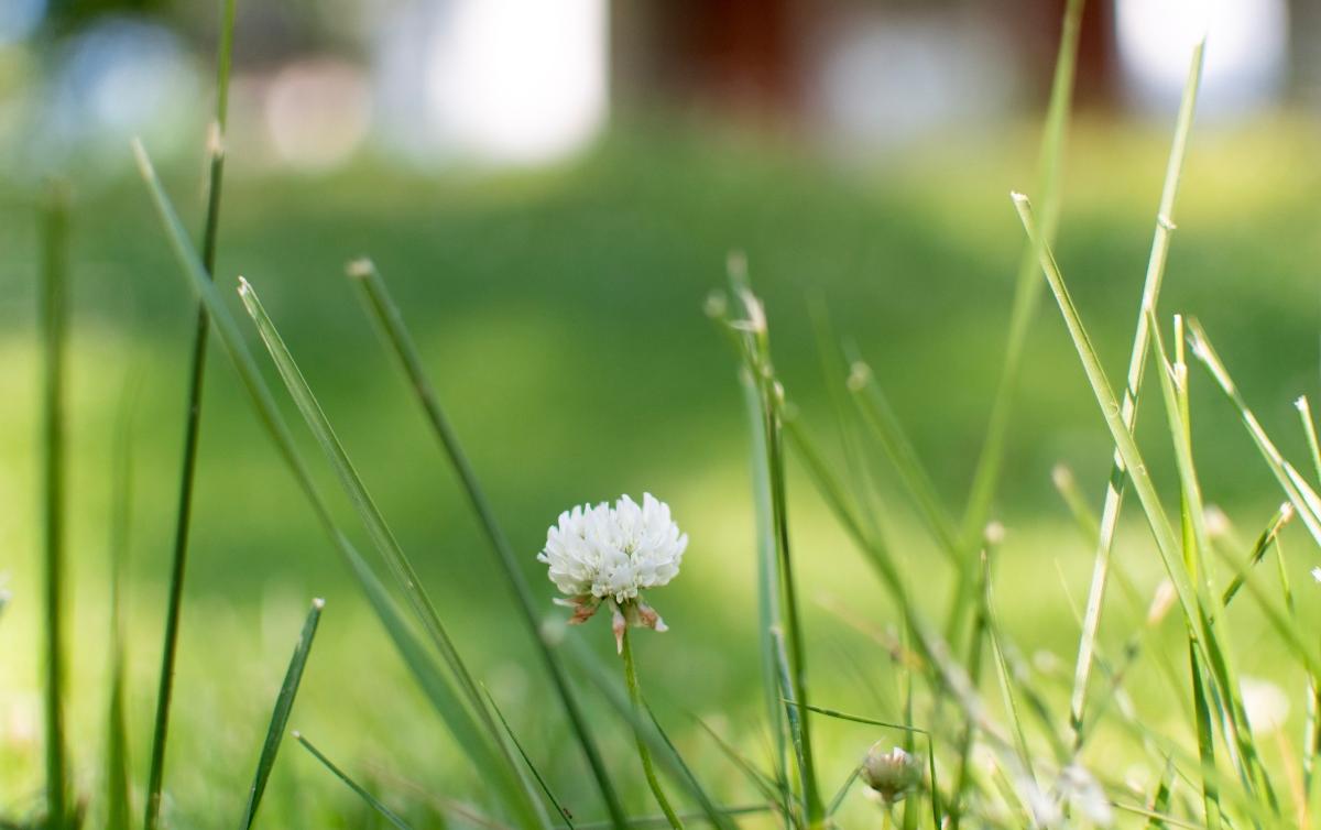 HOA Threatens Homeowner With Fine Over Clover Lawn Grass