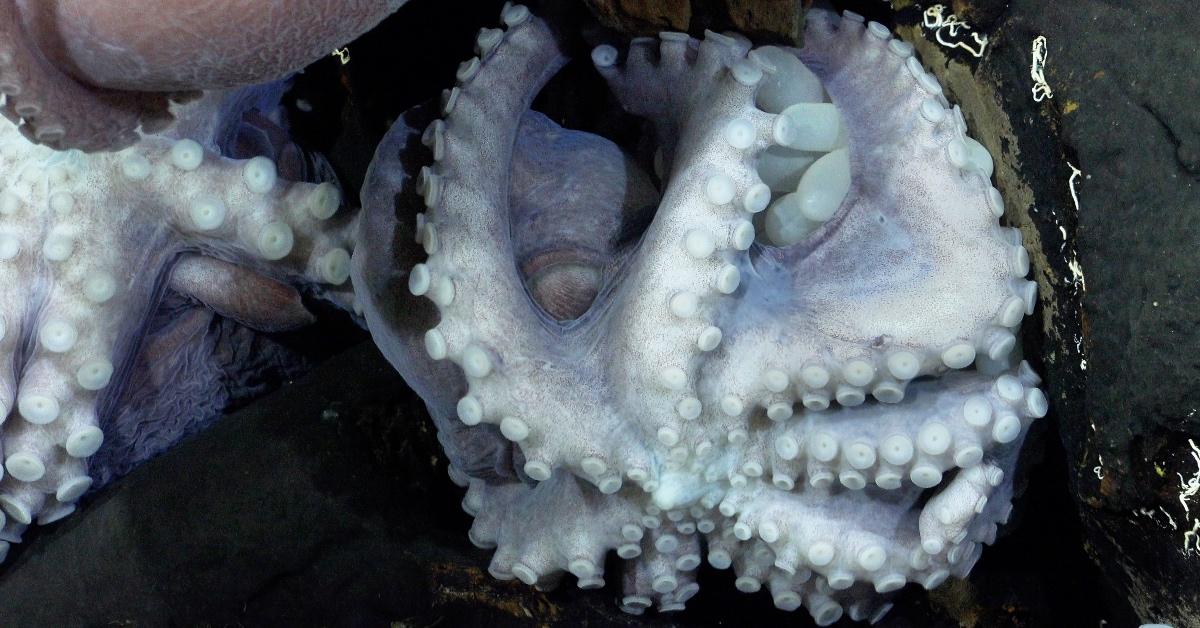 Close-up of eggs in octopus nursery.