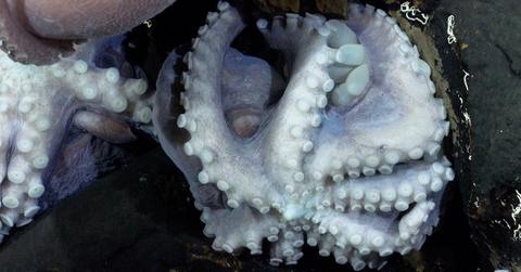 Close-up of eggs in octopus nursery.
