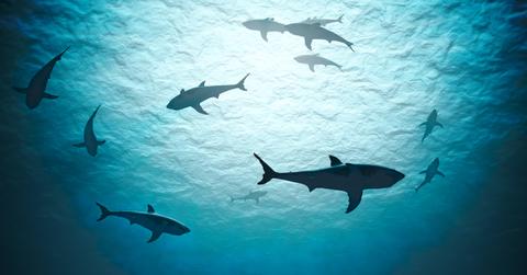 shark infested waters