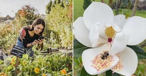 (L) Woman capturing a picture of a flower (Representative Cover Image Source: Getty Images | Westend61) | (R) Person spotted a bee on a magnolia flower (Cover Image Source: Reddit | u/ThotsforTaterTots)