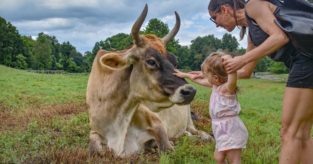 Catskill Animal Sanctuary cows